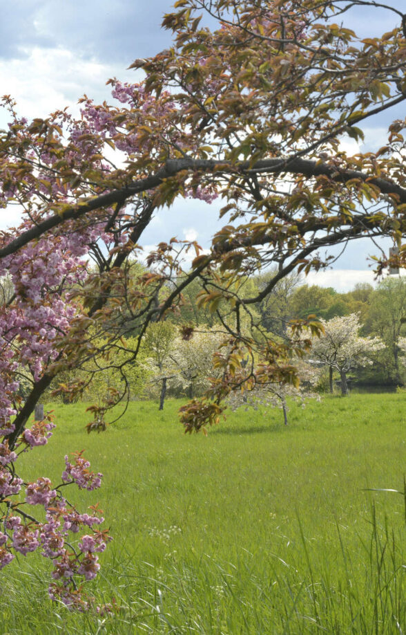 Vue des cerisiers